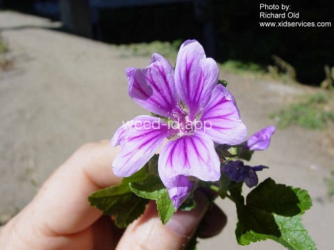 mallow, high
